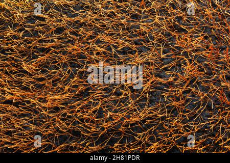 tessuto nero ricoperto di erboso che attacca i fili decorativi color oro Foto Stock