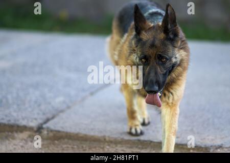 Walking Beautiful Young Brown German Shepherd Dog Close Up. Foto Stock