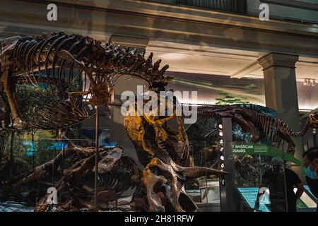 Tyrannosaurus Rex Fossil Exhibit in Smithsonian Foto Stock