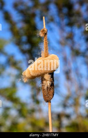 Teste di seme di torce, torce, Reedmace o Reed Mace (Typha latifolia), Inghilterra, Regno Unito Foto Stock