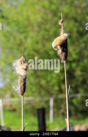 Teste di seme di torce, torce, Reedmace o Reed Mace (Typha latifolia), Inghilterra, Regno Unito Foto Stock