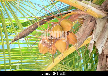 Noci di cocco sul palm tree Foto Stock