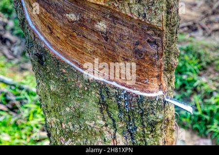 Close-up di gomma tronco di albero Foto Stock