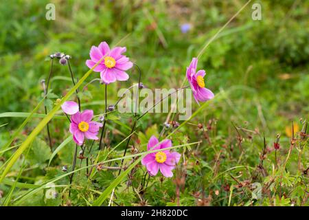 Fiore giapponese anemone in natura tra erba verde. Fiori e germogli di anemone di vento fiore su steli sottili Foto Stock