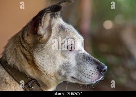 Primo piano ritratto di cane carino. Cane fresco e carino. Ritratto di carino cane capelli corti. Bella albicocca bicolore e cane bianco. Cane di Mongrel Lookin curioso Foto Stock