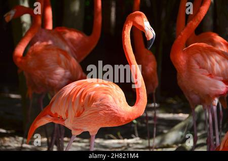 Primo piano ritratto di un fenicottero rosso Foto Stock