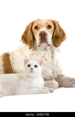 Spagnolo Francese Maschio (Colore Cannella) Con Gatto Bianco Domestico Posa Su Sfondo Bianco Foto Stock