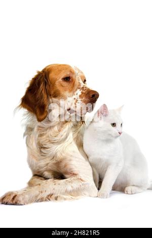 French Spaniel cane (colore cannella) con bianco gatto domestico contro uno sfondo bianco Foto Stock