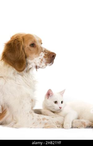 French Spaniel cane (colore cannella) con bianco gatto domestico contro uno sfondo bianco Foto Stock