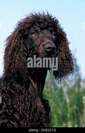 Acqua irlandese Spaniel cane, Ritratto di adulto Foto Stock
