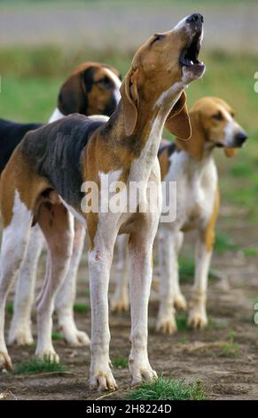 Grande anglo francese tricolore Hound, Adulti Chihuahua Foto Stock