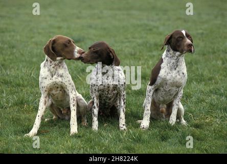 Francese cane di puntamento del tipo dei Pirenei, adulti seduti sull'erba Foto Stock