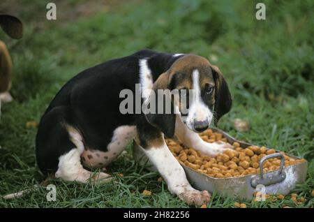 Grande anglo-francese Il Segugio tricolore, Pup mangiare Foto Stock