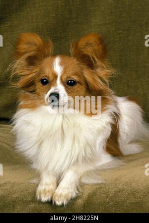 Papillon cane o Continental Toy Spaniel Foto Stock