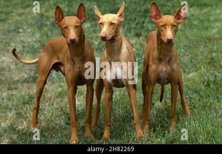 Pharaon Hound, razza cane da Malta Foto Stock