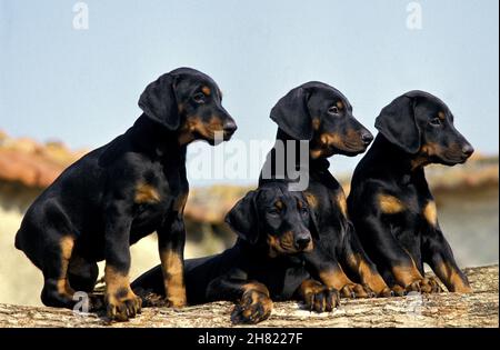 Dobermann Dog o Dobermann Pinscher, cuccioli Foto Stock