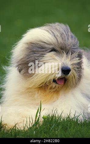 Cane di Bobtail o vecchio cane inglese di Sheepdog in piedi sul prato Foto Stock