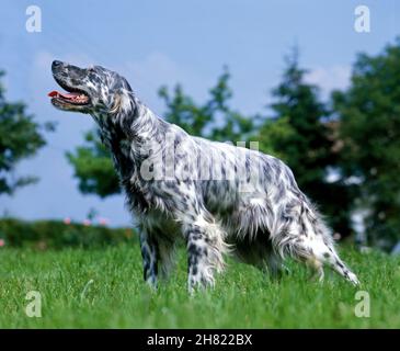 Inglese Setter Dog in piedi su erba Foto Stock