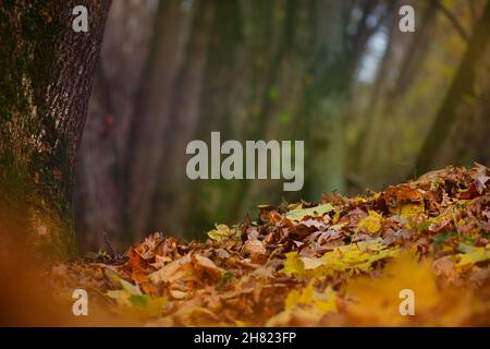 Foglie di quercia arancione nella vista superiore della foresta. Foglie di quercus colorate in autunno foresta vista dall'alto. Foto Stock