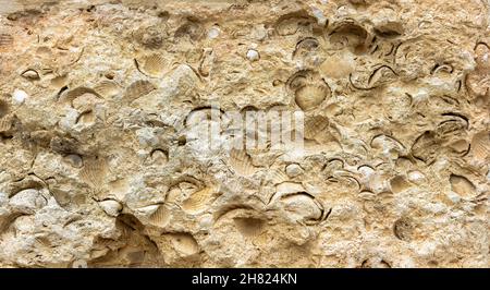 Conchiglie di mare fossile impronta su pietra, petrificato mollusco estinto preistorico in arenaria o calcare. Muro da costruzione con primo piano fossile per texture ba Foto Stock