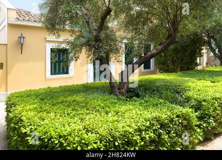 Paesaggio design con piante in casa, bel giardino casa paesaggistico in città. Vista panoramica del giardino paesaggistico anteriore, cespuglio topiario in estate. Albero e cenere Foto Stock