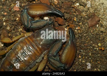 Primo piano sul sudafricano piatto roccia sorpion, Hadogenes troglodytes Foto Stock