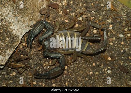 Primo piano sul sudafricano piatto roccia sorpion, Hadogenes troglodytes Foto Stock