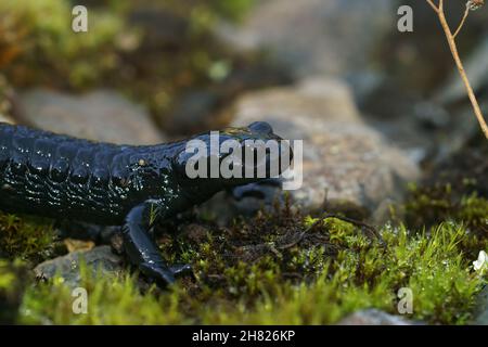 Primo piano su una salamandra alpina nera per adulti, Salamandra atra Foto Stock