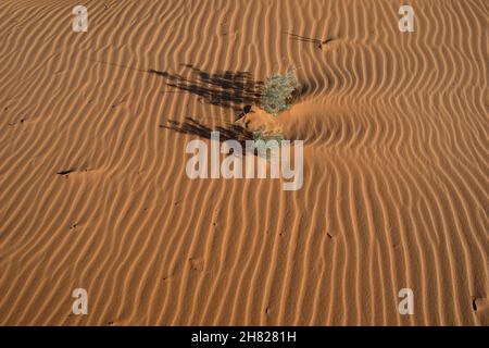 Ondate di sabbia e piante non identificate al Coral Pink Sand Dunes state Park Utah Foto Stock