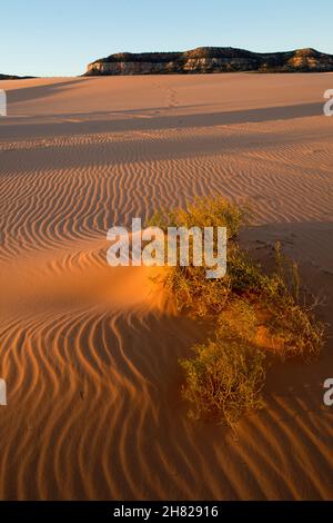 Ondate di sabbia e piante non identificate al Coral Pink Sand Dunes state Park Utah Foto Stock