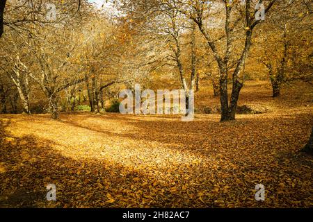 Foresta di castagno nella Valle di Genal, Spagna. Foto Stock