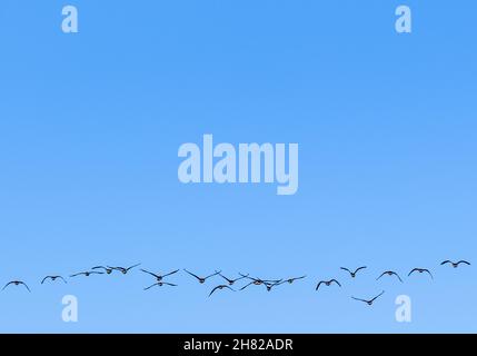 Oche canadesi in volo sopra il sacco di sagaponack Foto Stock