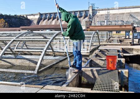 Tecnico di pulizia, rimuovere i fingerlings morti dalla pista, Shepherd of the Hills Fish Hatchery, Conservation Center. Foto Stock