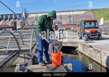 Tecnico di pulizia, rimuovere i fingerlings morti dalla pista, Shepherd of the Hills Fish Hatchery, Conservation Center. Foto Stock