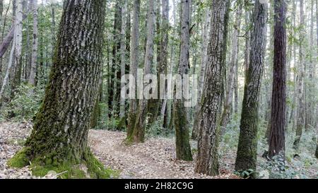Sentiero che attraversa la foresta di latifoglie a Lonely Trail. Huddart Park, San Mateo County, California, USA. Foto Stock