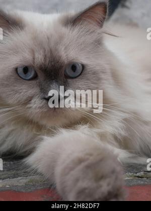 Ritratto di gatto persiano di Himalaya Foto Stock