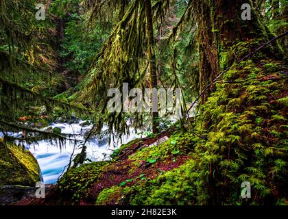 Fiume Skokomish vicino al lago Cushman nello stato di Washington Foto Stock