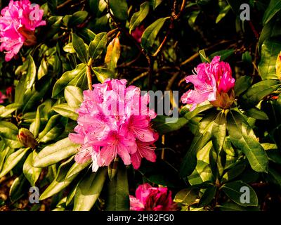 Fiori e piante nei giardini delle rovine di Whalley Abbey nella Ribble Valley Lancashire che è stato sciolto dal editto di re Enrico 8th Foto Stock