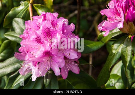 Fiori e piante nei giardini delle rovine di Whalley Abbey nella Ribble Valley Lancashire che è stato sciolto dal editto di re Enrico 8th Foto Stock