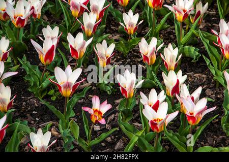 Fiori e piante nei giardini delle rovine di Whalley Abbey nella Ribble Valley Lancashire che è stato sciolto dal editto di re Enrico 8th Foto Stock