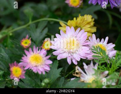 Crisantemi, spesso chiamati mamme o crisantemi, piante da fiore. Bellissimi fiori sparati a Howrah, Bengala Occidentale, India Foto Stock