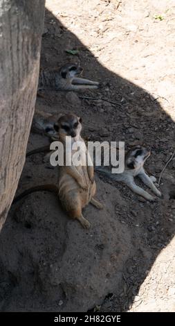 Famiglia Meerkat, Suricata suricat, animale prigioniero, riposante all'ombra. Foto Stock