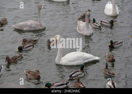 Molti cigni e altri uccelli riposano in un lago circondato da neve e ghiaccio in un paesaggio invernale Foto Stock