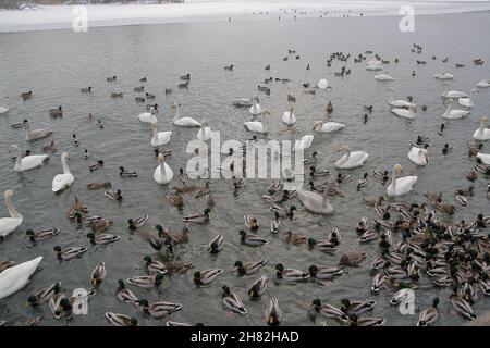 Molti cigni e altri uccelli riposano in un lago circondato da neve e ghiaccio in un paesaggio invernale Foto Stock