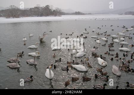 Molti cigni e altri uccelli riposano in un lago circondato da neve e ghiaccio in un paesaggio invernale Foto Stock