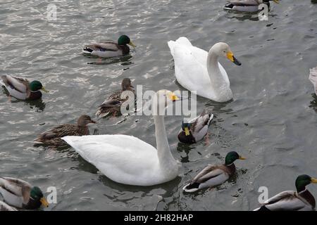 Molti cigni e altri uccelli riposano in un lago circondato da neve e ghiaccio in un paesaggio invernale Foto Stock