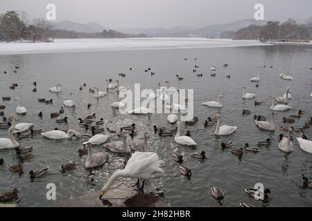 Molti cigni e altri uccelli riposano in un lago circondato da neve e ghiaccio in un paesaggio invernale Foto Stock