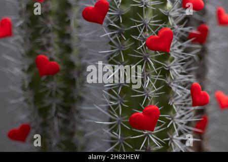 Cactus con grandi spine e piccoli cuori rossi su di esso. Messa a fuoco selettiva. Foto Stock