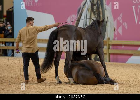 Madrid, Spagna. 26 novembre 2021. Spettacolo di dressage naturale durante la settimana dei cavalli di Madrid Ifema celebrata a Madrid. Credit: ZUMA Press, Inc./Alamy Live News Foto Stock