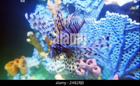 St. Louis, Stati Uniti. 26 novembre 2021. Un nuovo Red Lionfish nuota nella sua casa al St. Louis Aquarium presso Union Station a St. Louis venerdì 26 novembre 2021. I sei nuovi pesci sono nativi dell'Indo Pacific. Sono stati introdotti nei Caraibi, dove la loro popolazione è esplosa negli ultimi 20 anni e sono considerati specie invasive. Sono velenosi e vivono nelle aree della barriera corallina. Foto di Bill Greenblatt/UPI Credit: UPI/Alamy Live News Foto Stock